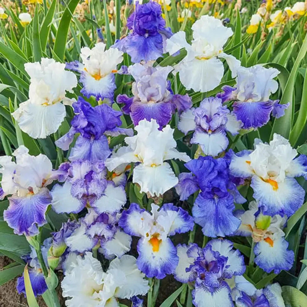 Heavenly Blues Bearded Iris Mixture | Breck's Bulbs Canada
