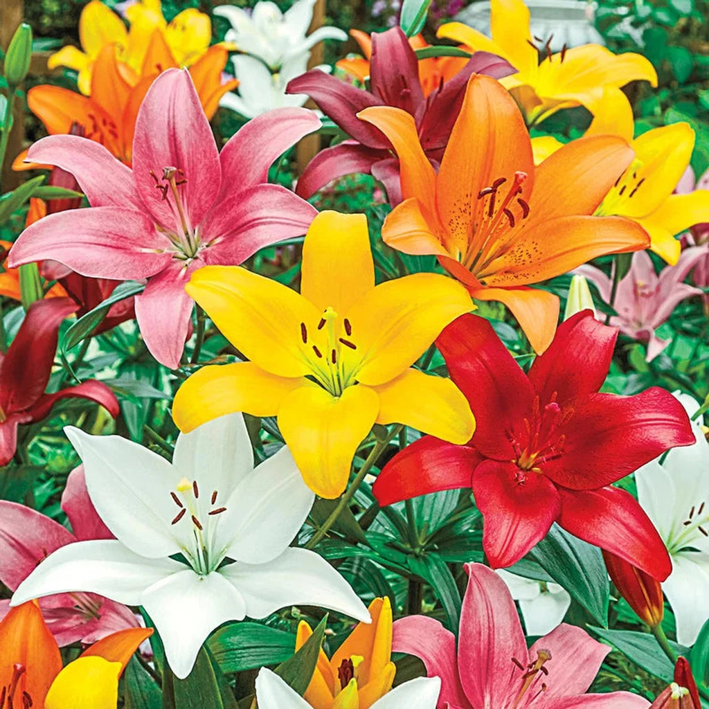 Asiatic Lily Mixture Super Sak | BrecksBulbs.ca