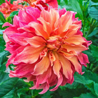 Belle Of Barmera Dahlia