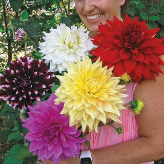 Dinnerplate Dahlia Mixture