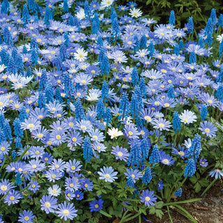 Awash in Blue Ground Cover Mixture