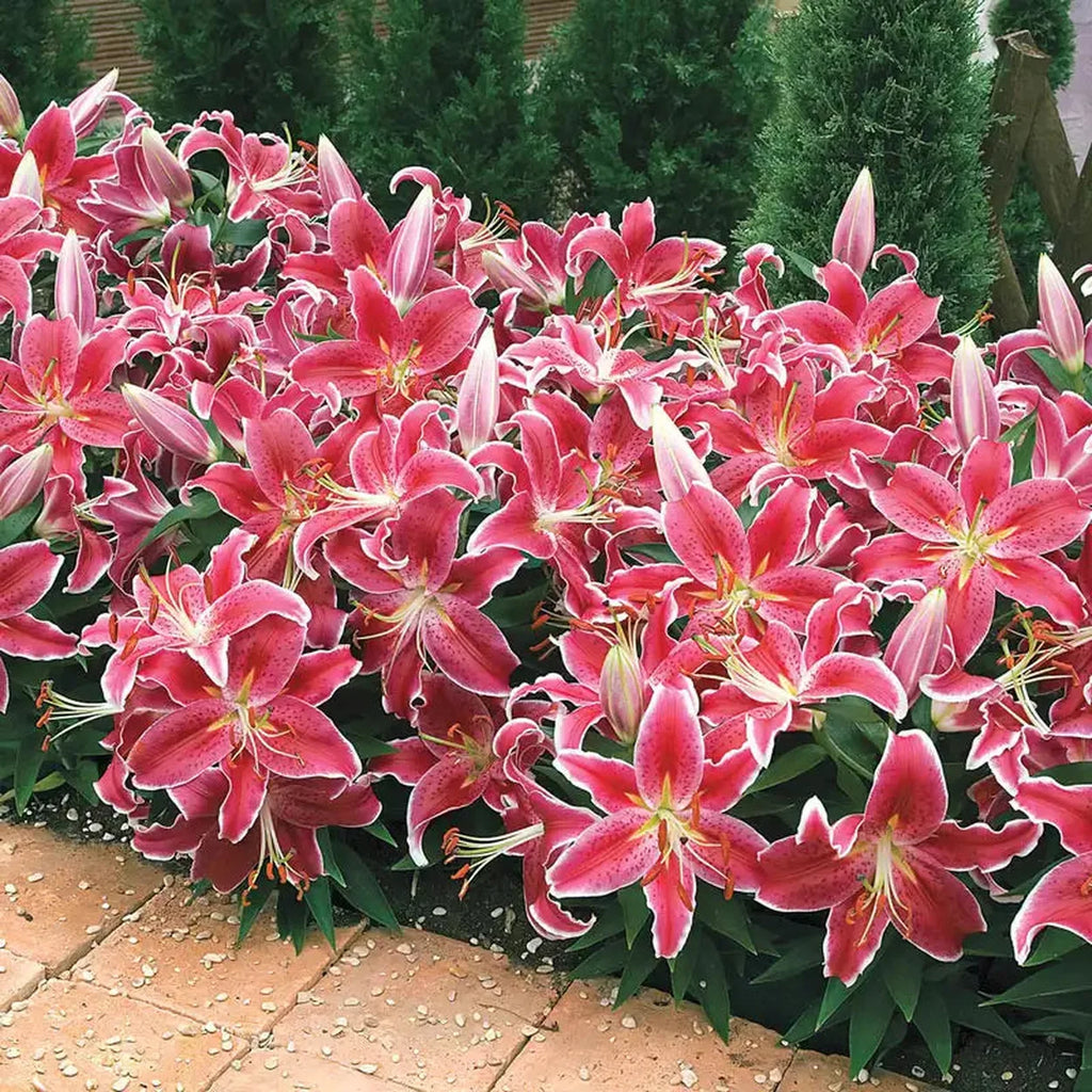 white carpet border lily Starlight Magic Oriental Carpet Border Lily™