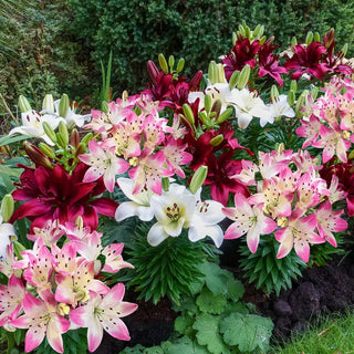 Hugs And Kisses Carpet Border Lily Mixture