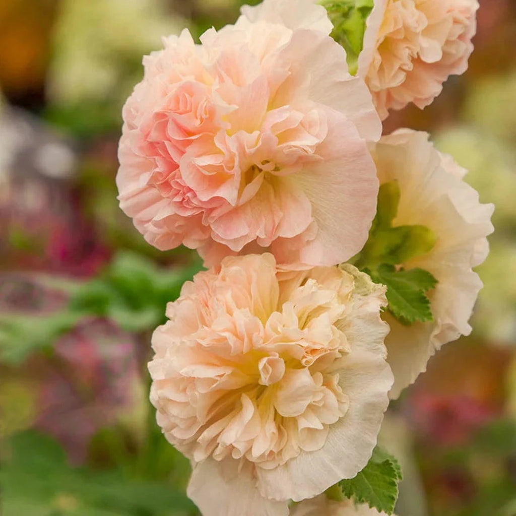 Chater's Double Chamois Hollyhock – Breck's