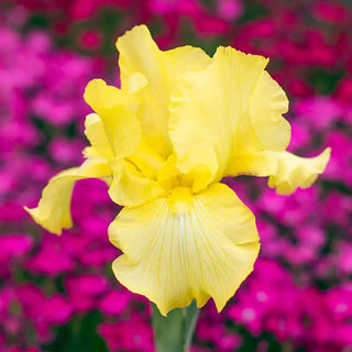 Harvest of Memories Reblooming Bearded Iris