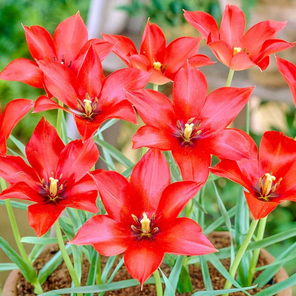 Linifolia Tulip – Breck's