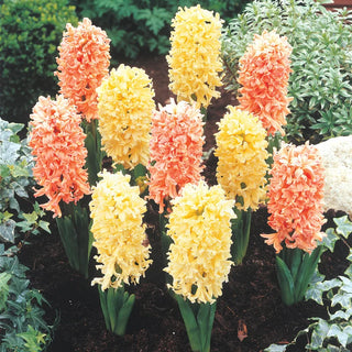 Gipsy™  Hyacinth Mixture