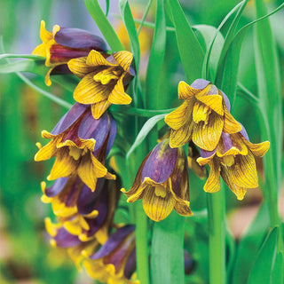 Fritillaria Uva Vulpis