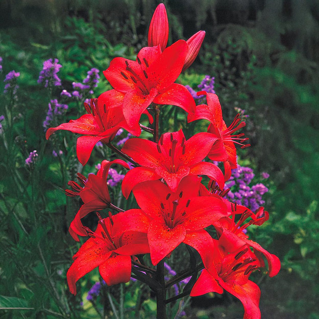 asiatic lily gran paradiso Buy Gran Paradiso Asiatic Lily
