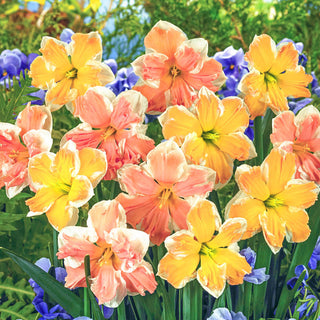 Changing Colors Daffodil