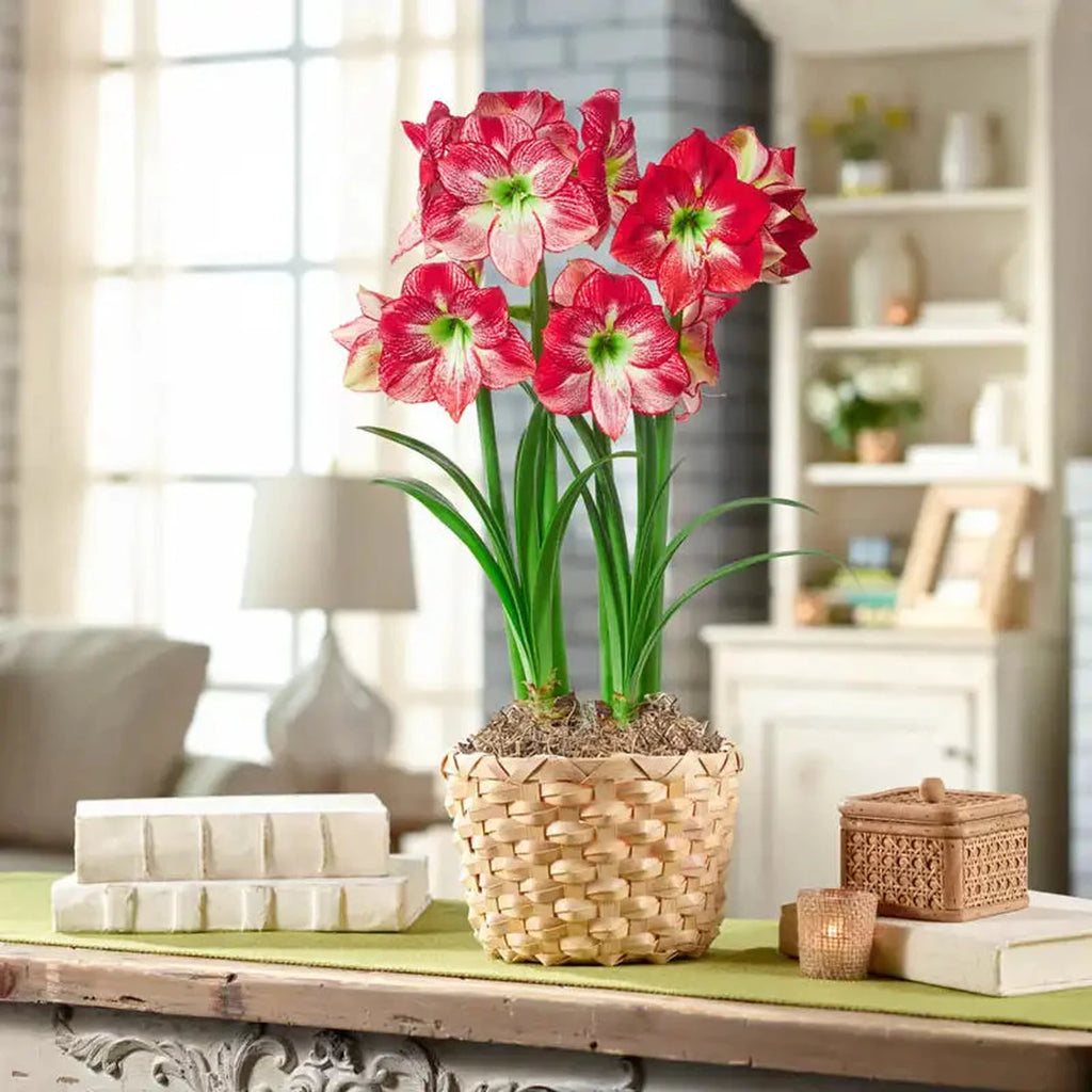 Flamenco Queen Amaryllis Duo | Breck's Holiday Gifts