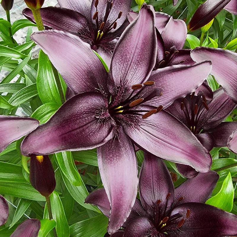 Lily Blackstone Lily – Breck's