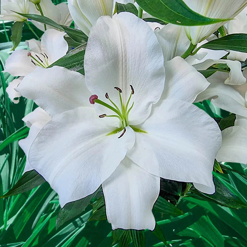 lily！！ Buy Big Dutch Super Lily Collection | Breck's Bulbs Canada