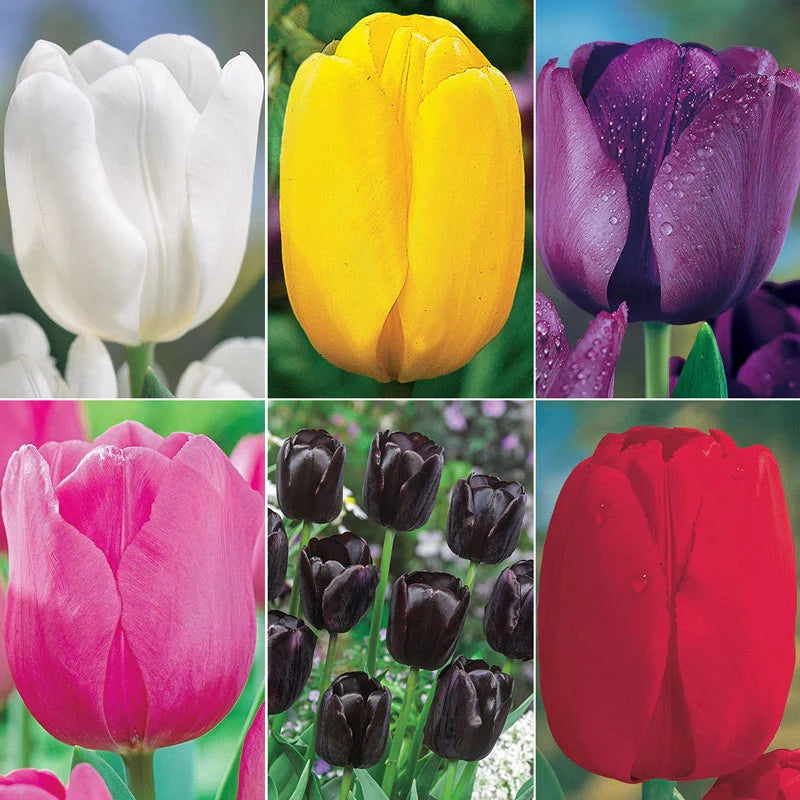 Buy Garden Pillar Tulip Collection Breck's Bulbs Canada Brecks Canada