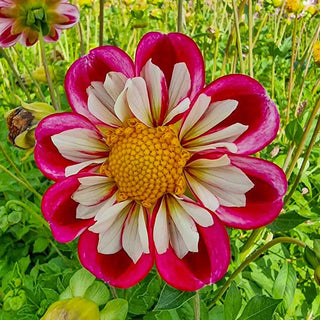 Bumble Rumble Dahlia
