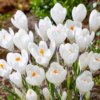 Ice Queen Giant Snow Crocus
