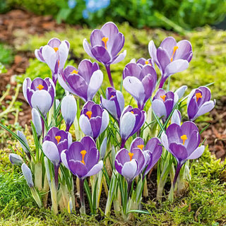Whale Shark Giant Snow Crocus