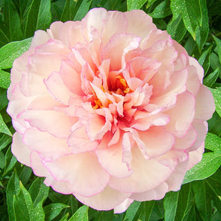 Scrumdiddlyumptious Itoh Peony