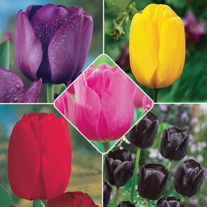 Buy Garden Pillar Tulip Collection Breck's Bulbs Canada