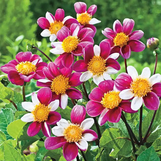 Twynings Smartie Dahlia