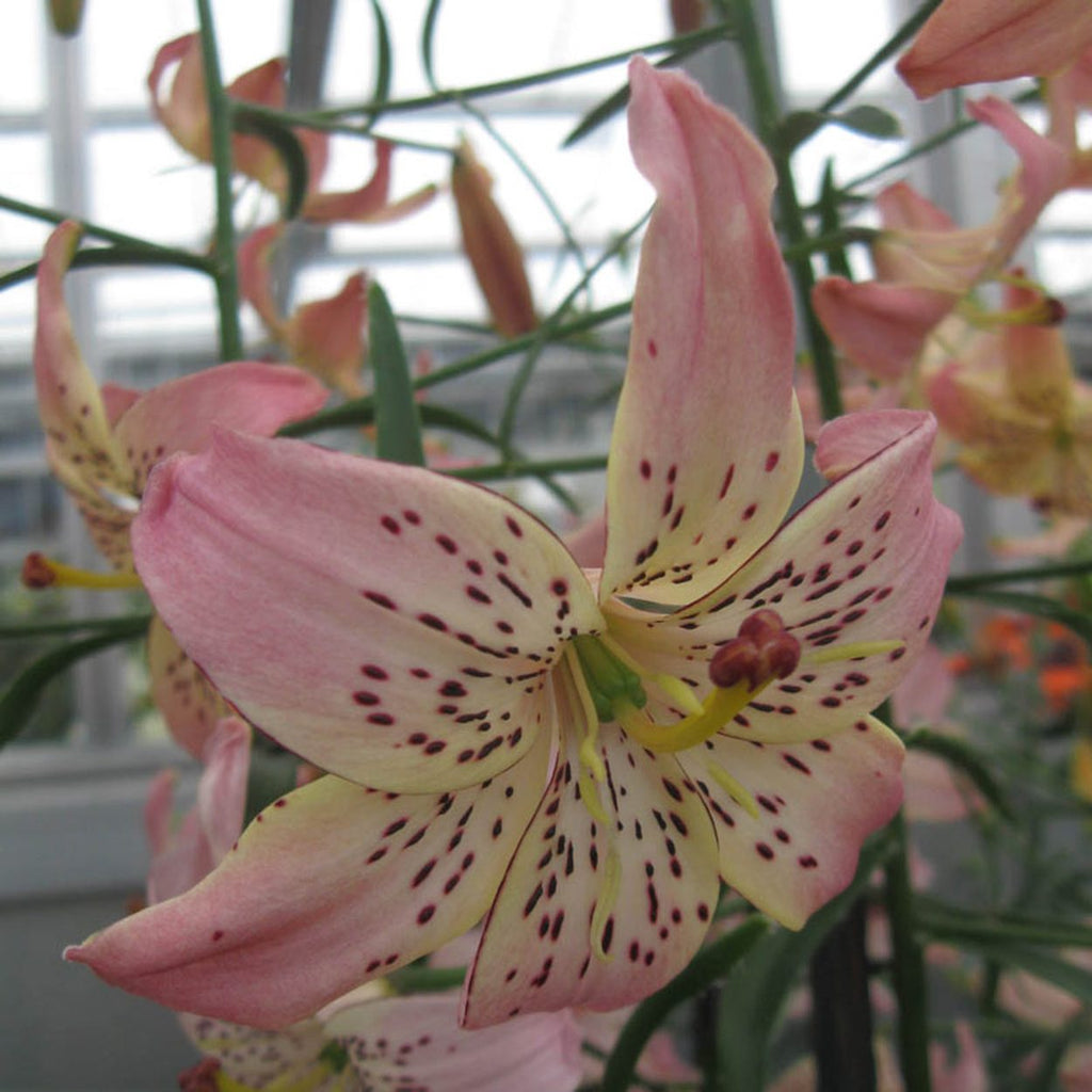 asiatic lily corsage Buy Corsage Lily | Asiatic Lilies