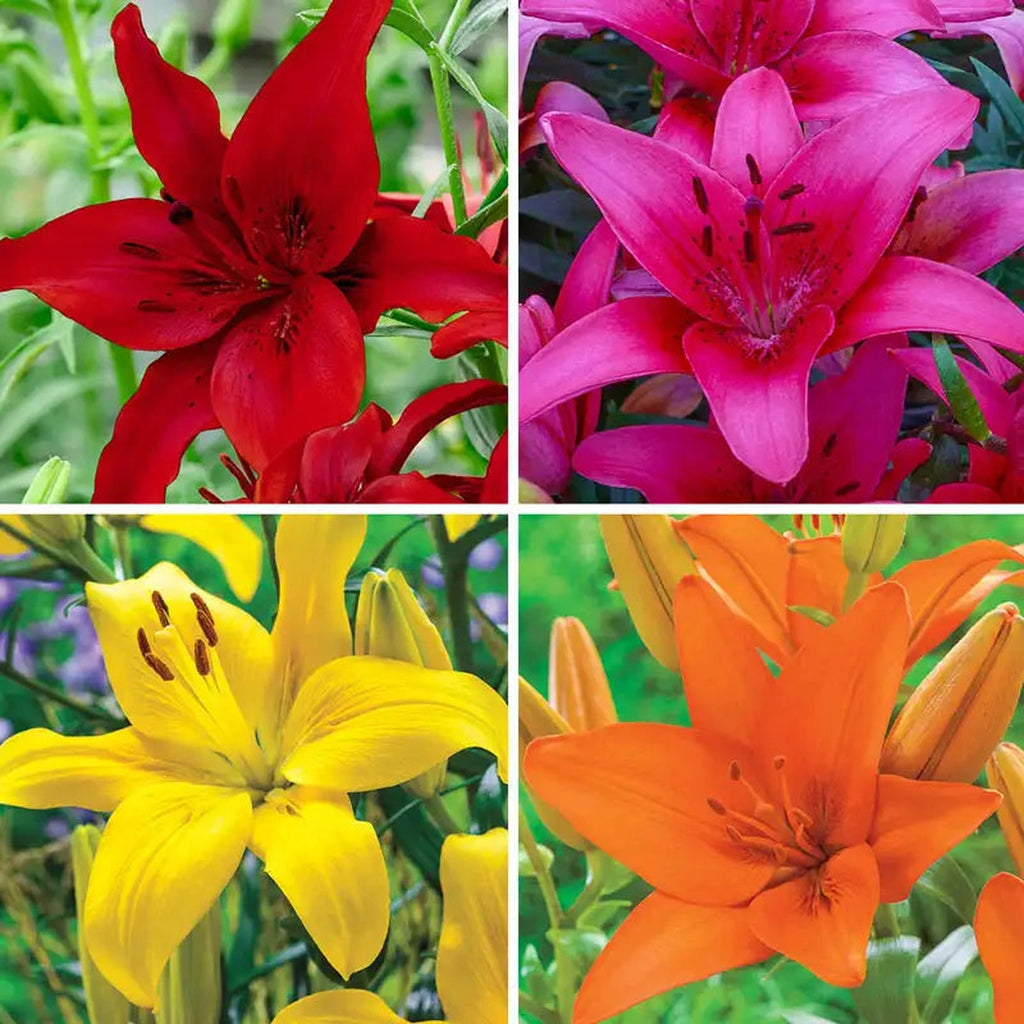 Buy Dynamic Asiatic Lily Collection | Breck's Bulbs Canada