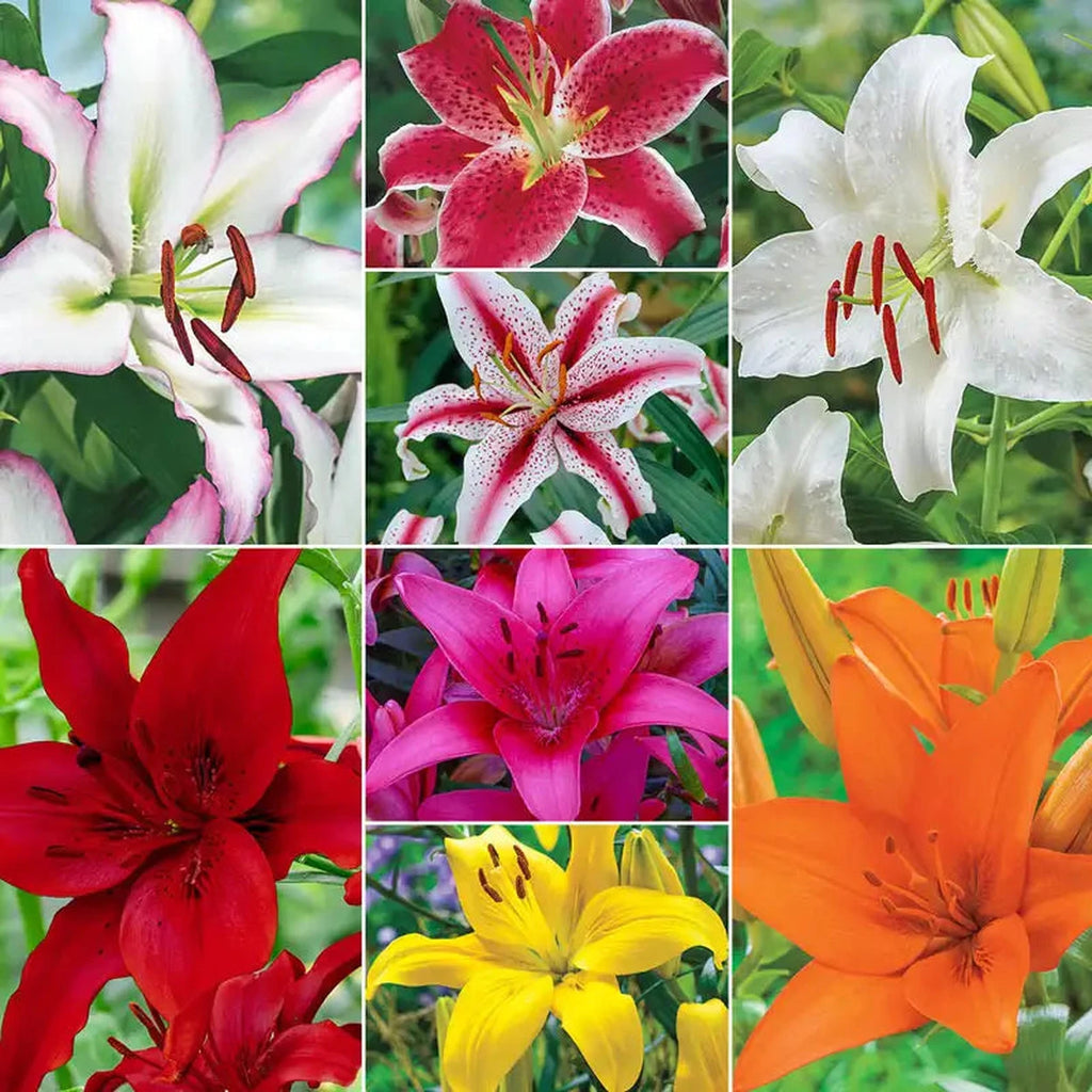 lily！！ IMG_20170803_080329.jpg?v=
