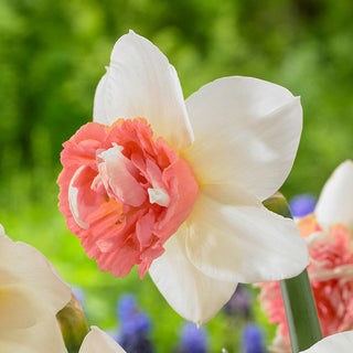 Candy Princess Daffodil