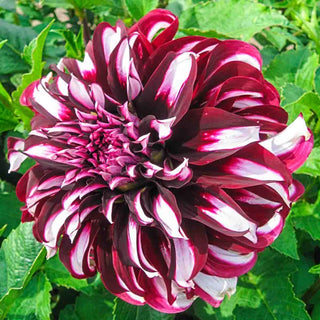 Tartan Dahlia