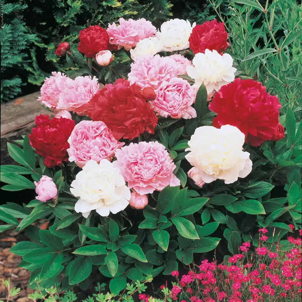 Peony Mixture Super Sak | BrecksBulbs.ca
