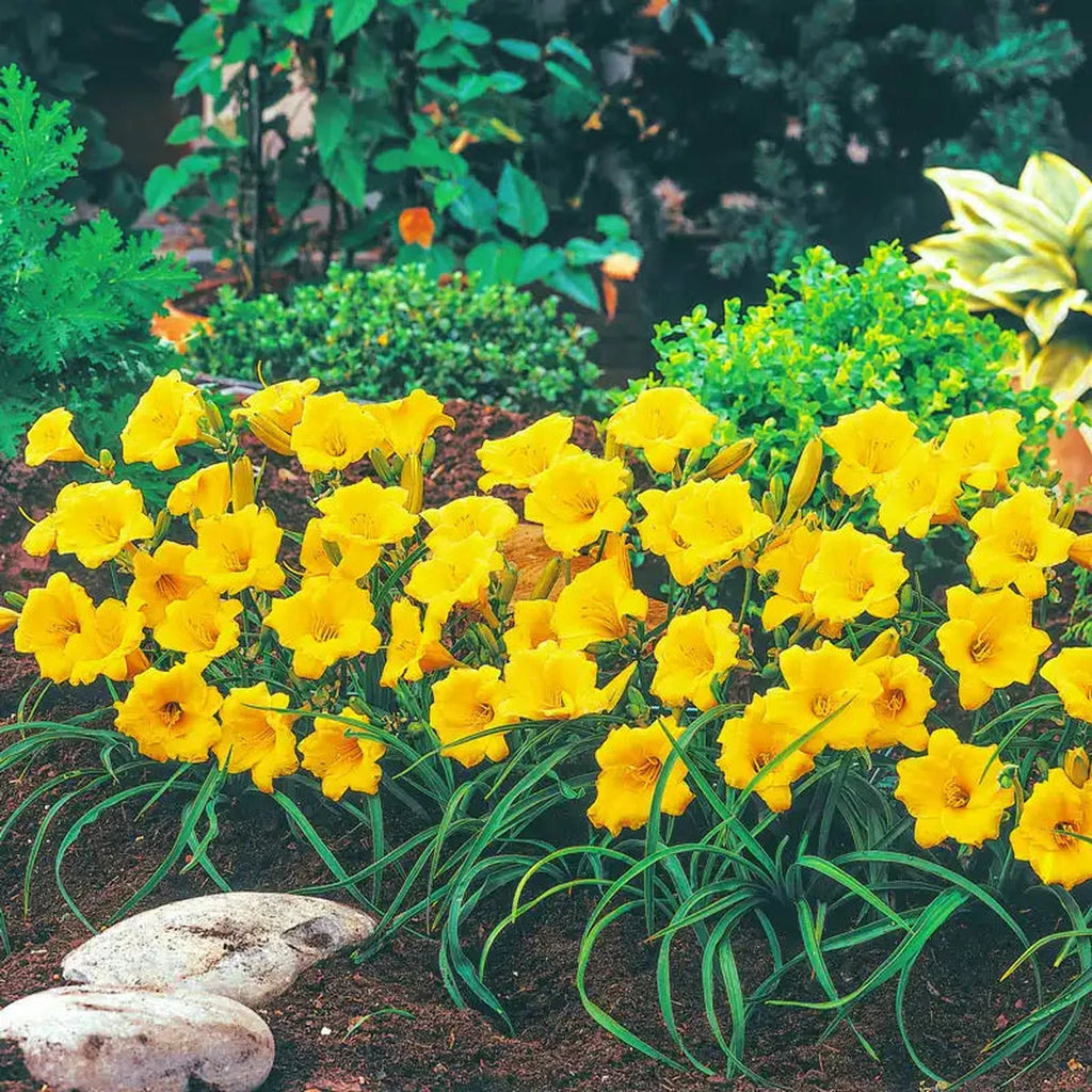Stella de Oro Reblooming Daylily – Breck's