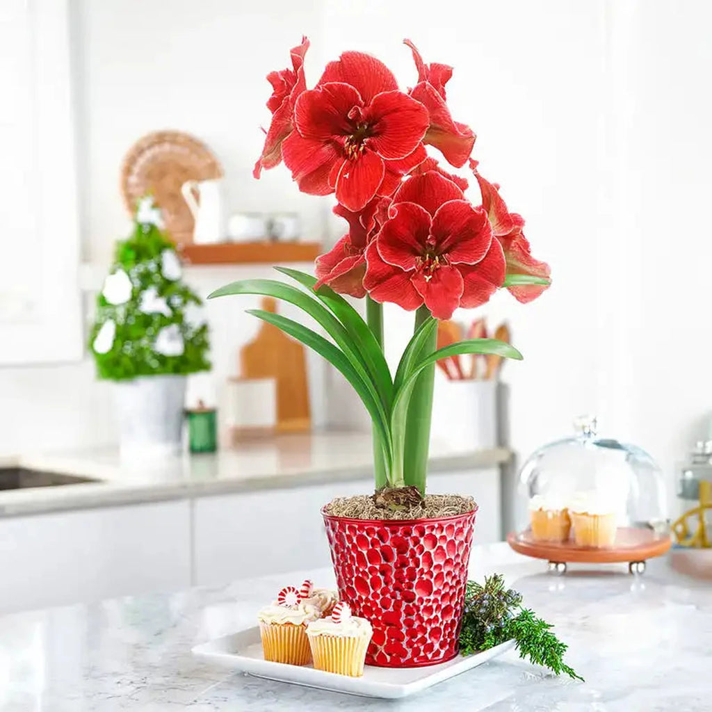 Magical Touch Amaryllis in Pebble Pot | Breck's Bulbs