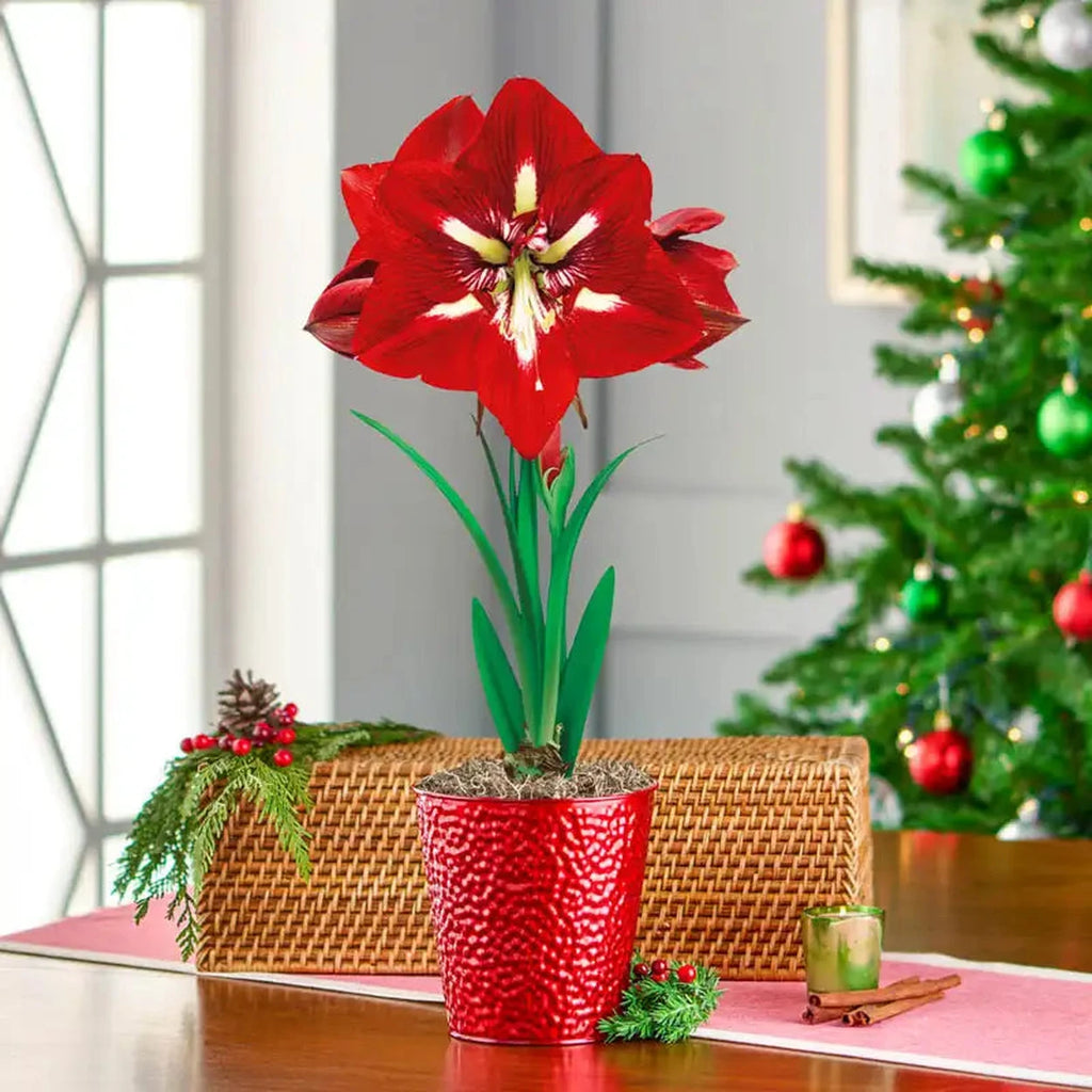 amaryllis コンピ Barbados Amaryllis Bulbs | Shop Breck's for the Holidays