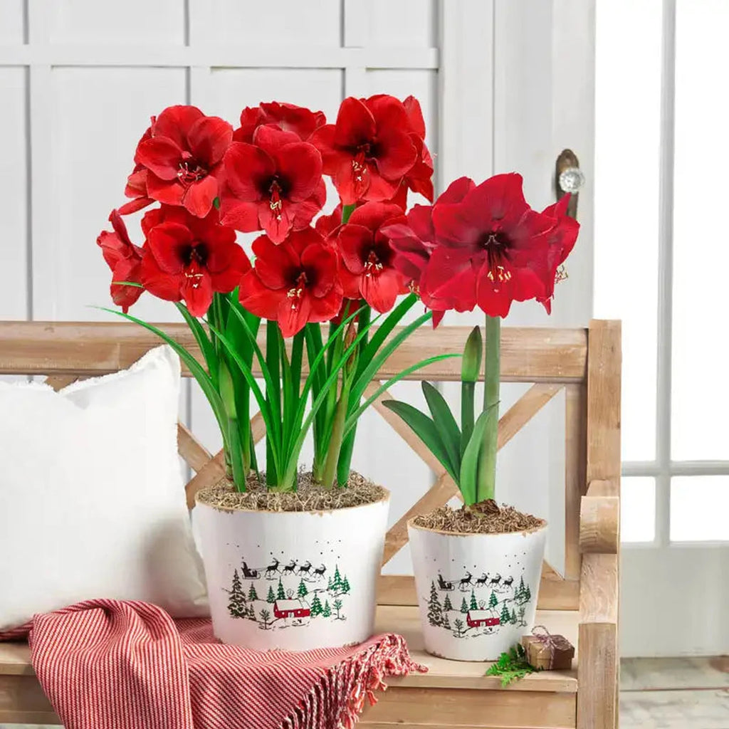 Miracle Amaryllis Single & Triple – Breck's