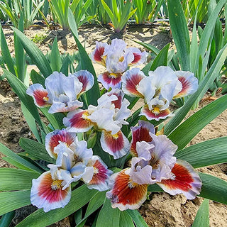 Going in Circles Dwarf Bearded Iris