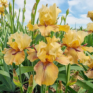 Thornbird Bearded Iris