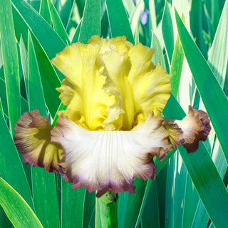 Autumn Ring Reblooming Bearded Iris