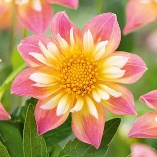 Pepita Pink Dahlia