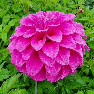 Purple Balloon Dahlia