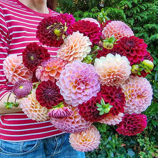 Bubbling Over Dahlia Mixture