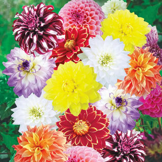 Canada Deluxe Dahlia Mixture