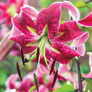 Miss Feya Turban Lily