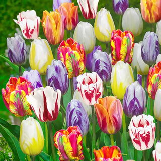 Flaming Beauties™  Tulip Mixture