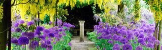 Garden design ideas alliums