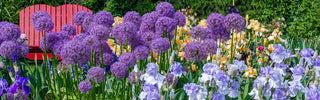 Allium Iris Mixture