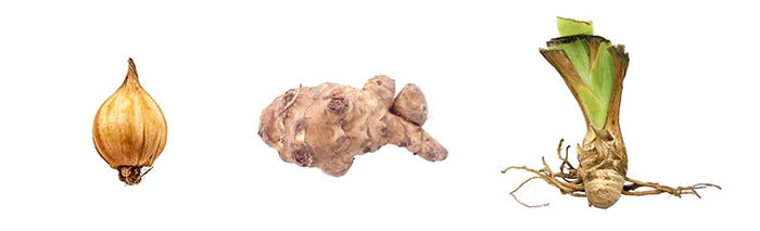 What’s the Difference Between Bulbs and Bareroots | Breck’s Canada