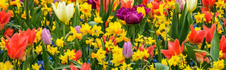 Best Bulbs for Canadian Hardiness Zones