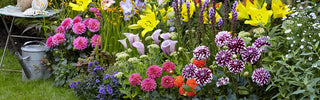Best Spring-Planted Bulbs for Canadian Gardens