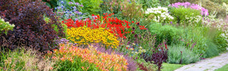 Cold-Hardy Perennials for Canadian Gardens That Return Every Year