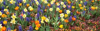 Best Companion Plants for Daffodils: What to Plant with Daffodils